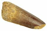 Fossil Spinosaurus Tooth - Real Dinosaur Tooth #257473-1